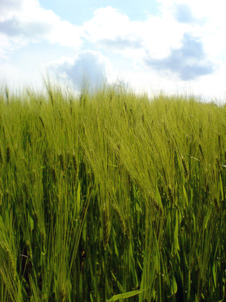 Grass & Sky | georginchen | Flickr
