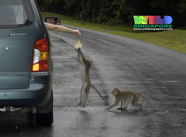 Long-tail macaques (Macaca fascicularis)