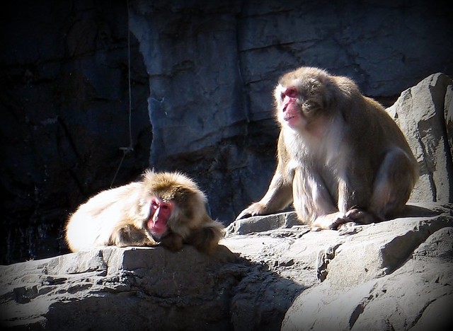 Animals - Monkeys - Snow Monkeys - Japanese Macaque - Central Park NYC