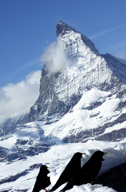 Crows in front of the Matterhorn