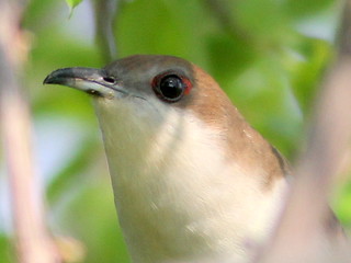 Black-billed Cuckoo detail 20110511 | While birding the east… | Flickr