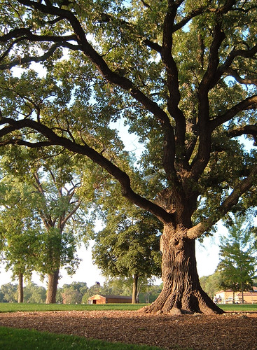 trees nature oak bestnatureshots