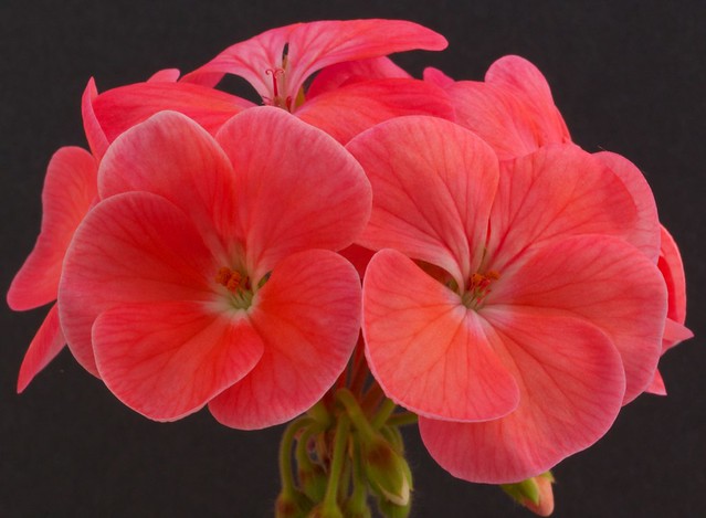 Pink geranium