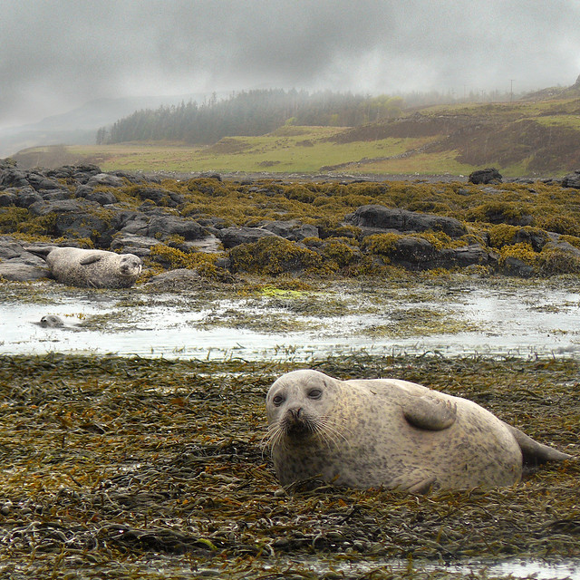 Our Dunvegan seal walk