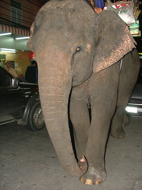 Elephant on Sukhumvit Soi 8
