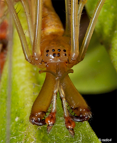 Long Jawed Spider by radio4