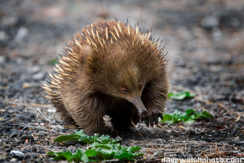 Echidna