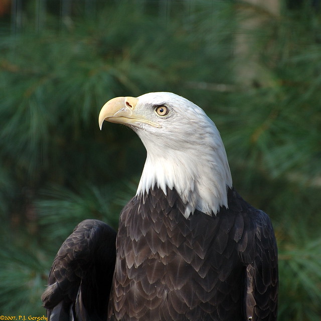 Bald Eagle @ Shubenacadie Wildlife Park (20070930-160420-PJG)