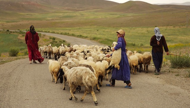 Iranian Shepherd girls