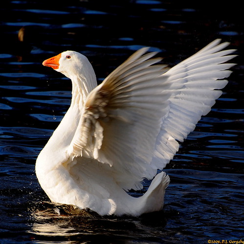 Majestic Snow Goose (20080106-150622-PJG) by DrgnMastr