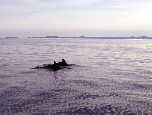 dolphins | by mitjamavsar