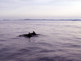 dolphins | by mitjamavsar