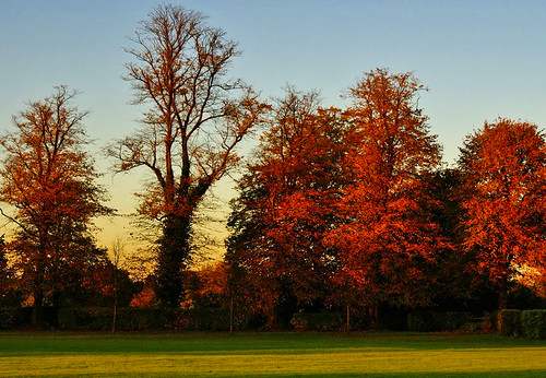 Autumn Trees by algo