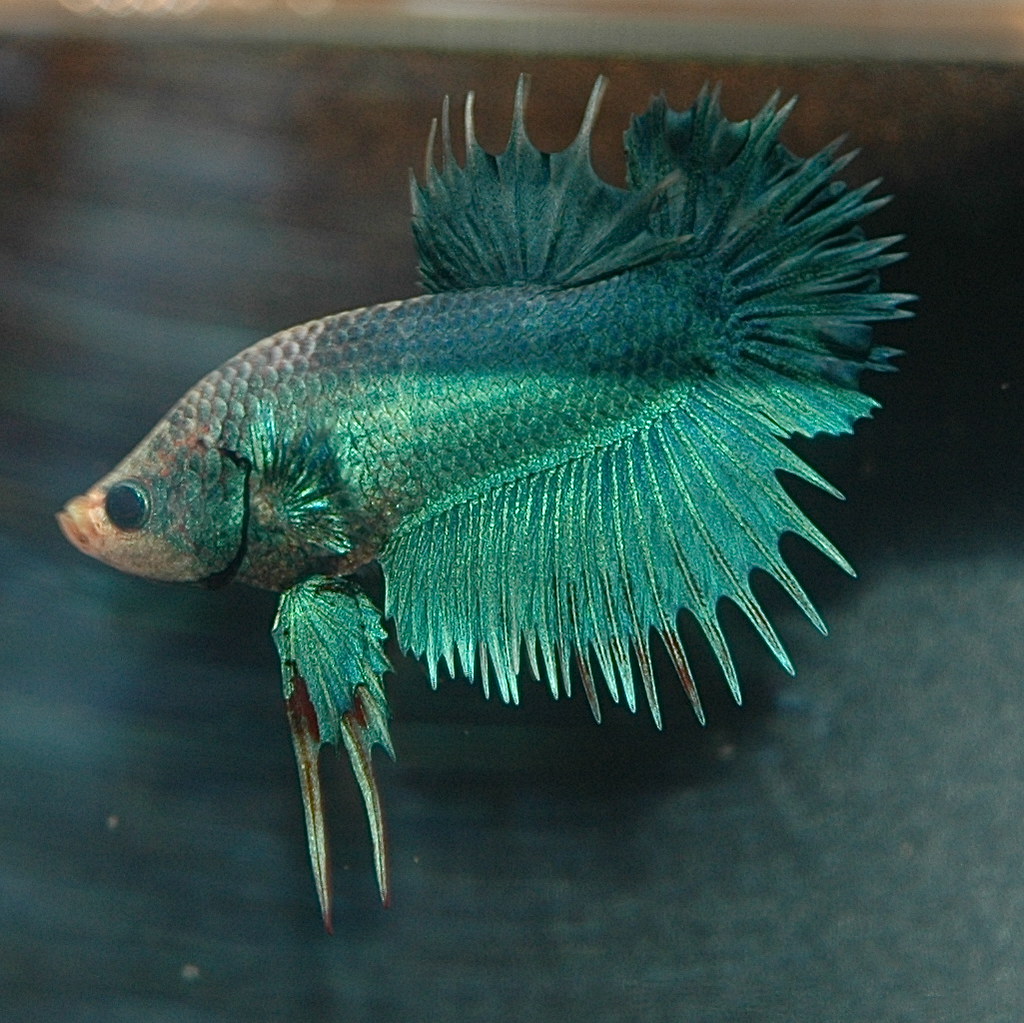 CTPK Multi M - Betta-online | Daniella Vereeken | Flickr