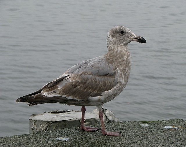Glaucous-winged Gull X Western Gull