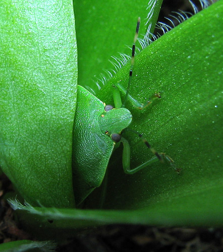 Green Stinkbug! | by Kerry Wixted