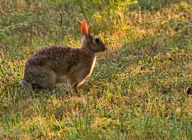 Yesterday's rabbit