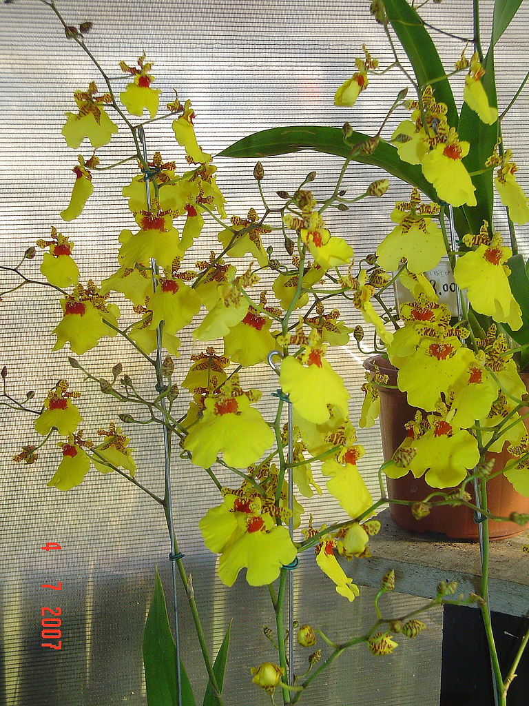 Orquídea | Eliana rocha | Flickr