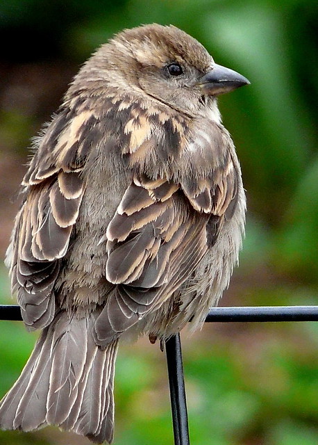 Sparrow - Central Park