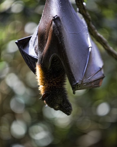 Fruit Bat by stumayhew