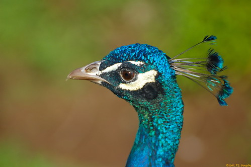 Peacock Profile (20070930-150921-PJG) by DrgnMastr