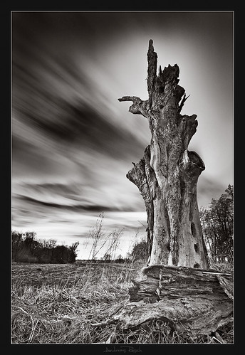 old tree clouds long exposure afternoon wind windy lee nd filters gnd