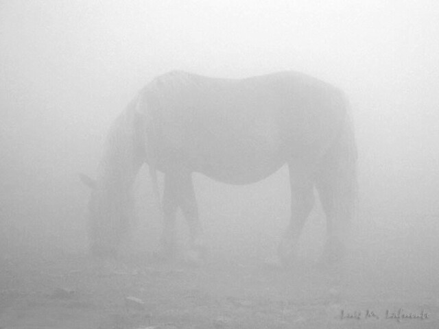 Niebla..                        In the fog..