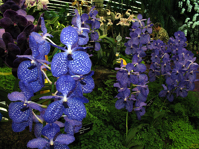 Rare Orchids - Blue and Purple Vanda's