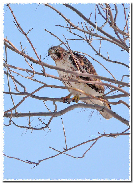 ~Another Red-tail!~