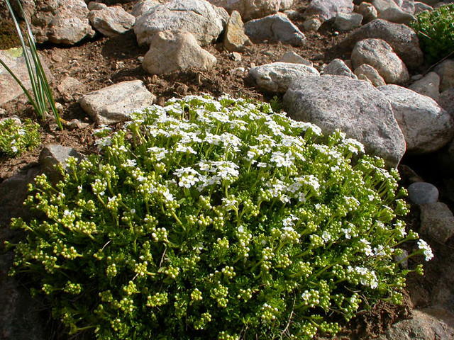 [Brassicaceae] Hutchinsia alpina (L.) R. Br. 03.06.2004