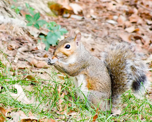 squirrel_best | by tim dollear