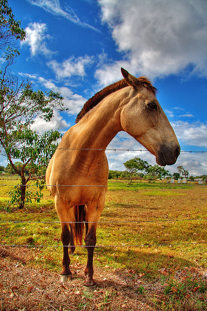 Horsing around with HDR