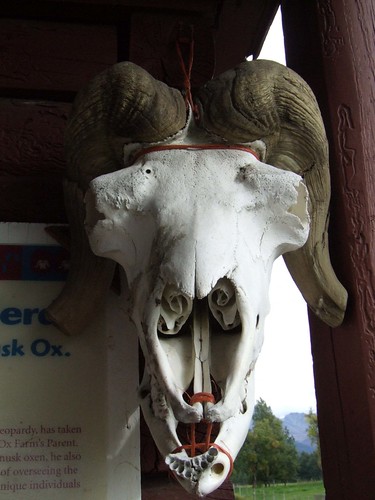 hairy alaska spiral nose skull horns palmer ox bone musk nasal muskox qiviut nasalcavity