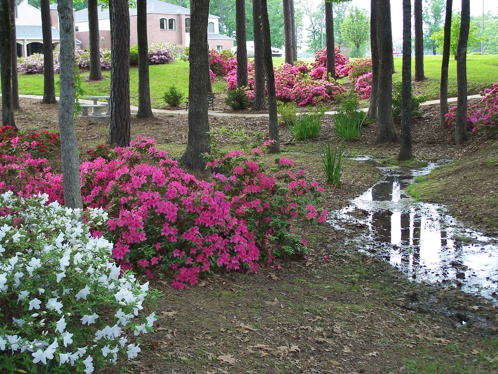 Clusters of Color | Mixed colors of Azaleas | chlue22 | Flickr