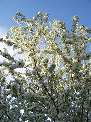 Blossoms and blue sky