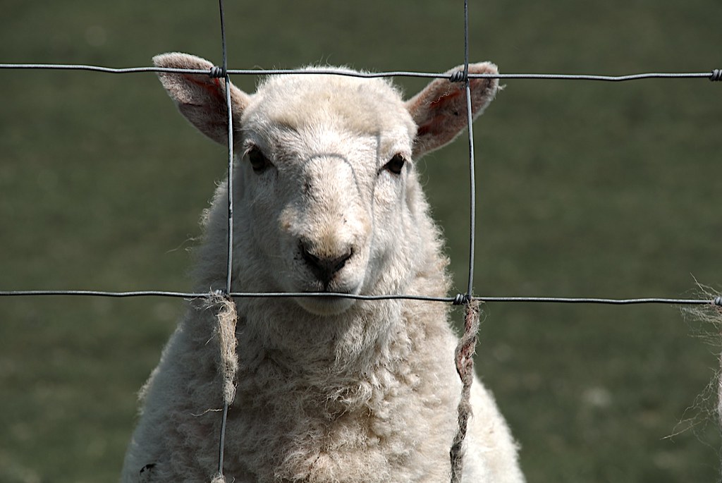 The Diaries of Quarantined Shepherds
