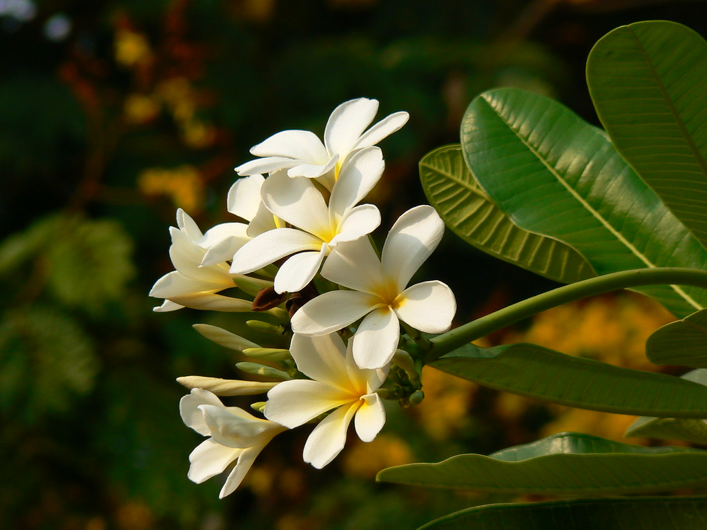Suche | Botanical name: Plumeria obtusa - [ (ploo-MEER-ee-uh… | Flickr