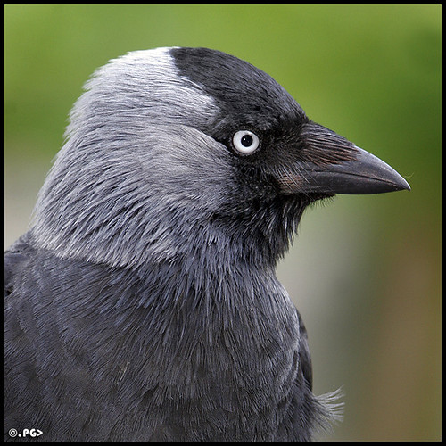 Portrait of a Jackdaw (Corvus Monedula) by Edgar Thissen