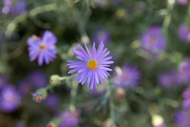 Purple Desert Flower Thing