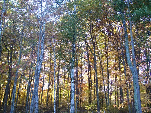 tree fall colors cabin kodak birch netlake