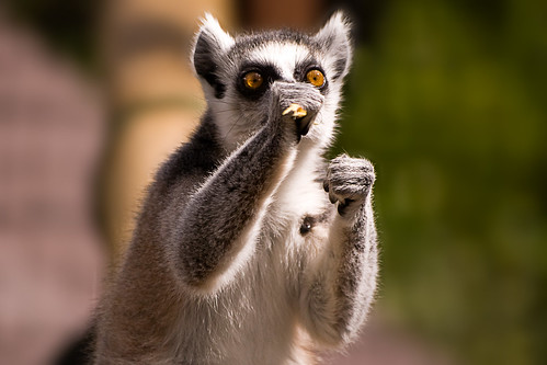 Lemur Boxing | by Etrusia UK