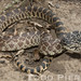 Flickr photo 'Pituophis catenifer sayi: Bullsnake' by: Todd W Pierson.