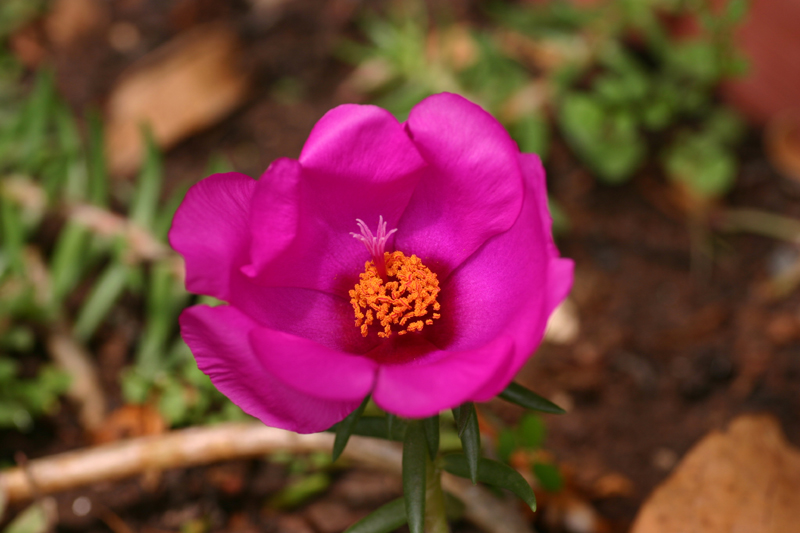 Flor 11 horas - Portulaca Grandiflora | Ela realmente abre a… | Flickr