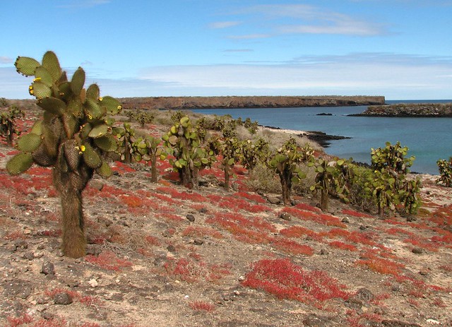 Cacti in Galapagos