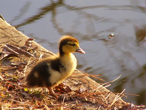 duckling by kosova cajun, This Muscovy baby is doomed to live out the story of the Ugly Duckling in reverse. It's cute now, b