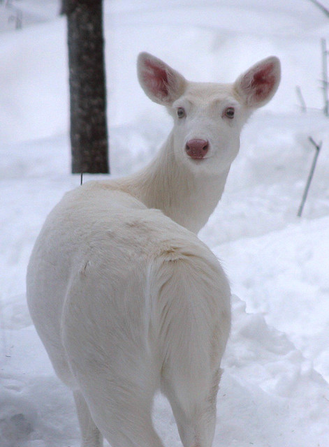 Albino Whitetail Deer The Lady in White in Winter