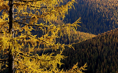 trees mountains tree fall nature yellow landscape montana scenic mineralcounty westernlarch