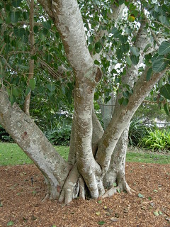 Bo Tree | Sacred Fig (Ficus religiosa) Siddhartha Gautama wa… | Flickr