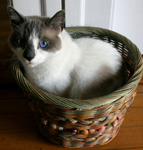 Basket Case | by hbp_pix