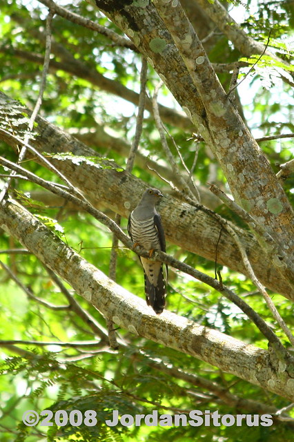 Oriental Cuckoo (Cuculus saturatus)